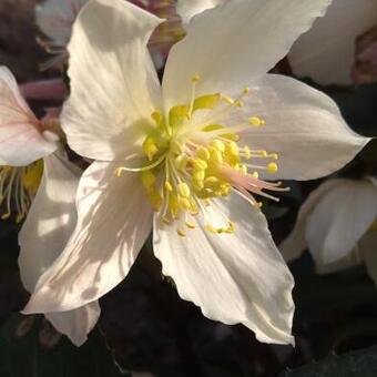 Helleborus 'Angel Glow'