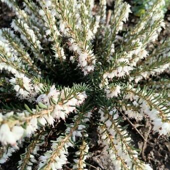 Erica x darleyensis (wit)