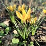 Crocus korolkowi - Krokus