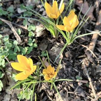 Crocus korolkowi