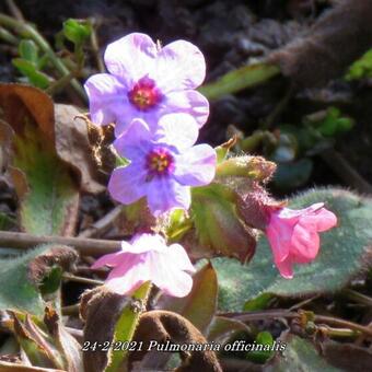 Pulmonaria officinalis