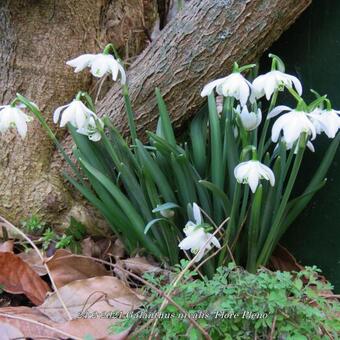 Galanthus nivalis 'Flore Pleno'