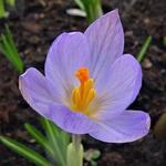 Crocus species - Botanische krokussen