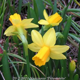 Narcissus 'Tête à tête'