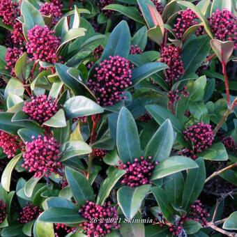 Skimmia