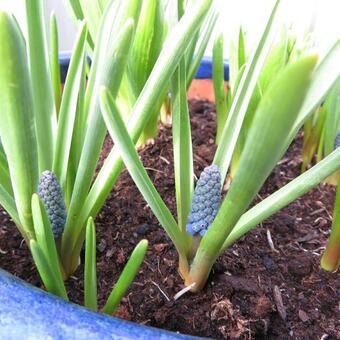 Muscari aucheri 'Blue magic'