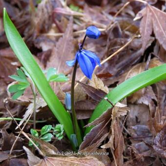 Scilla siberica