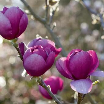 Magnolia 'Black Tulip'