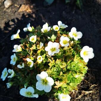 Saxifraga x arendsii 'TOURAN Large White'