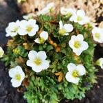 Saxifraga x arendsii 'TOURAN Large White' - Steenbreek