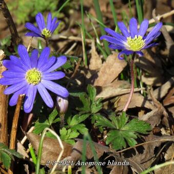 Anemone blanda