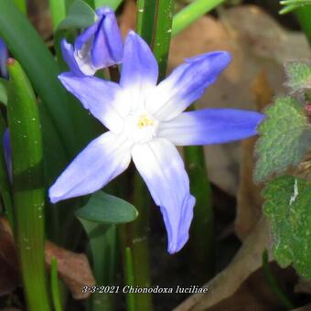 Chionodoxa luciliae