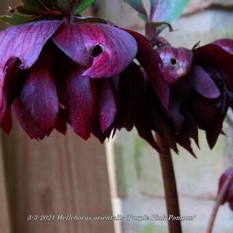 Helleborus orientalis 'Purple Pink Pompon'