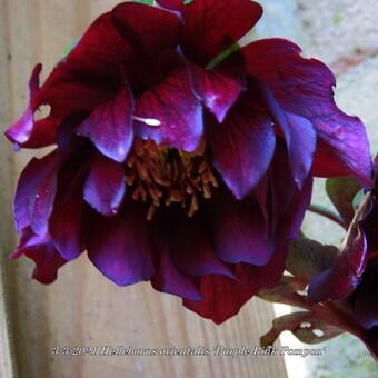 Helleborus orientalis 'Purple Pink Pompon'