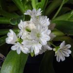 Lewisia cotyledon 'Elise' - Bitterkruid