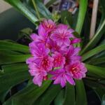 Lewisia cotyledon 'Elise' - Bitterkruid