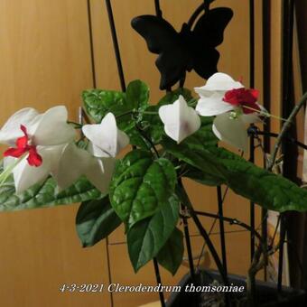 Clerodendrum thomsoniae