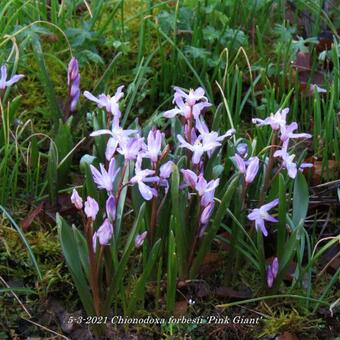 Chionodoxa forbesii 'Pink Giant'