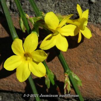 Jasminum nudiflorum