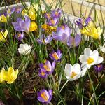 Crocus species - Botanische krokussen