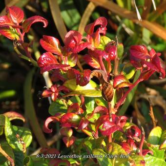 Leucothoe axillaris 'Curly Red'