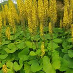 Ligularia sibirica - Kruiskruid