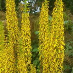 Ligularia sibirica - Kruiskruid