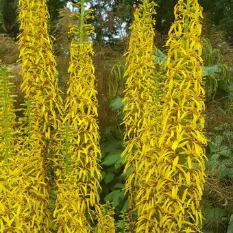 Ligularia sibirica