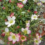 Saxifraga x arendsii 'ALPINO Early Picotee' - Steenbreek