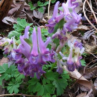 Corydalis solida