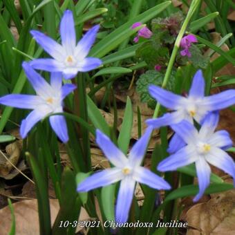 Chionodoxa luciliae