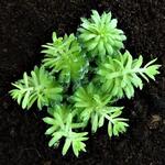 Sempervivum 'Jubilee' - Huislook