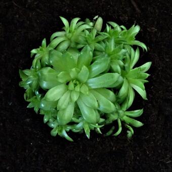 Sempervivum 'Herta Green'