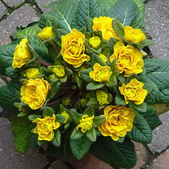 Primula vulgaris BELARINA 'Goldie'