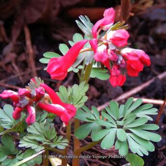 Corydalis solida 'George P. Baker'