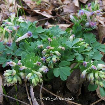 Corydalis solida