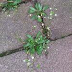 Draba verna - Hongerbloempje, Vroegeling