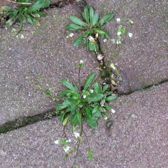 Draba verna