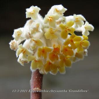 Edgeworthia chrysantha 'Grandiflora'