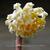 Edgeworthia chrysantha 'Grandiflora'