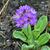 Primula denticulata