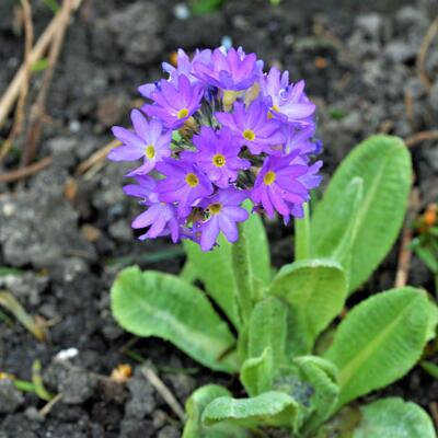 Sleutelbloem - Primula denticulata