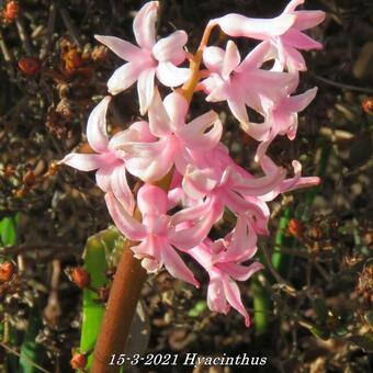 Hyacinthus