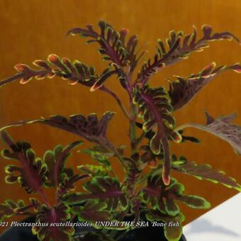 Plectranthus scutellarioides UNDER THE SEA 'Bone fish'