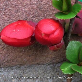 Chaenomeles x superba 'Fire Dance'