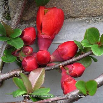 Chaenomeles x superba 'Fire Dance'