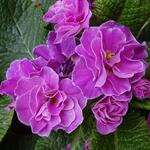 Primula 'Think Pink' - Sleutelbloem