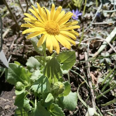 Doronicum orientale 'Leonardo' - Voorjaarszonnebloem/Gele margriet