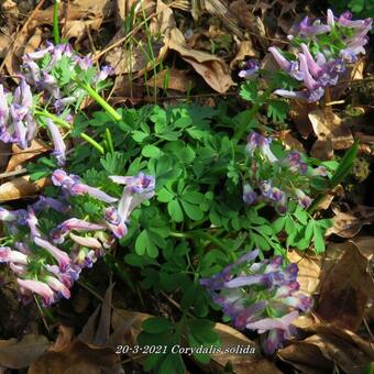 Corydalis solida