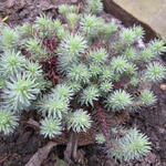 Sedum sediforme - Muurpeper